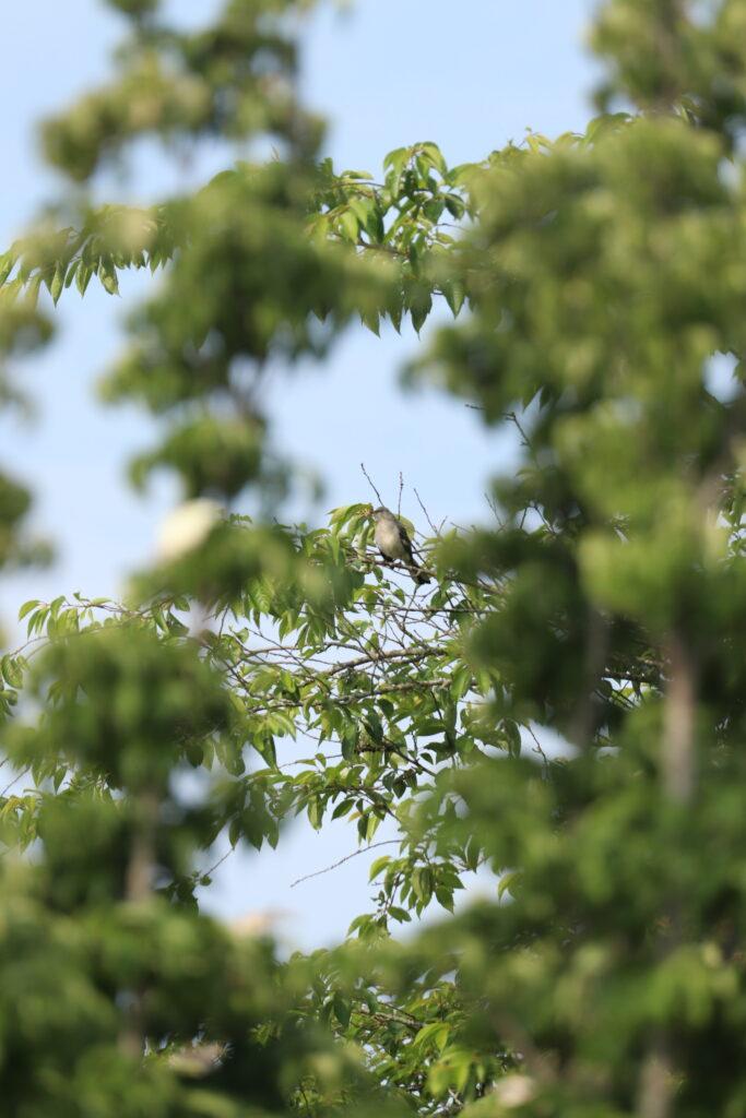 Birds on campus